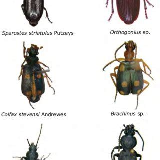 (PDF) Ground beetles collection (Coleoptera: .